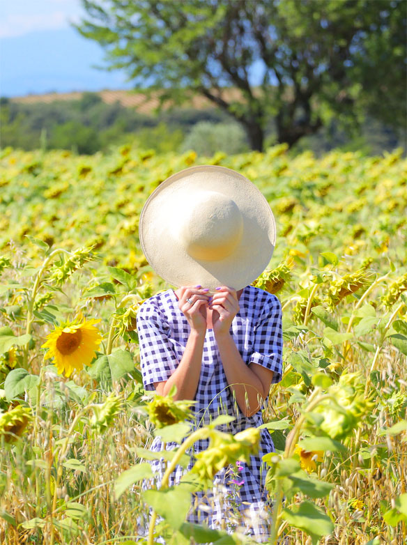 Sunflower Fields  Provence