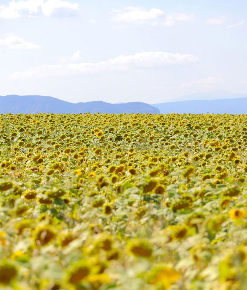 Sunflower Fields one of the best places in europe