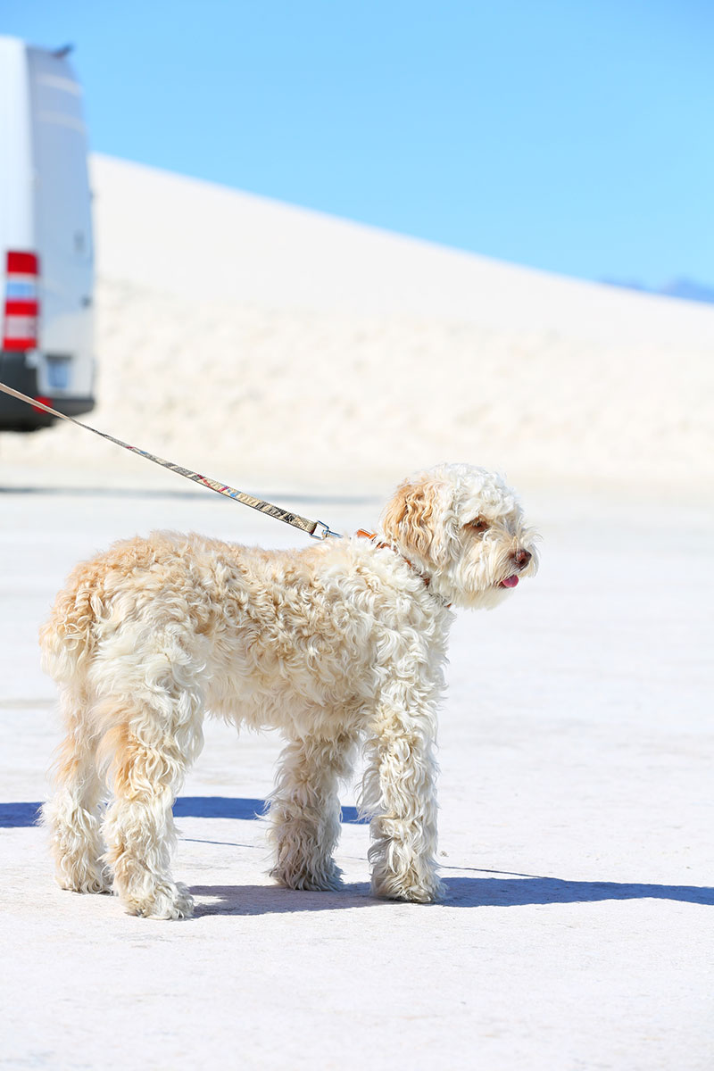 dog in White Sands National Park