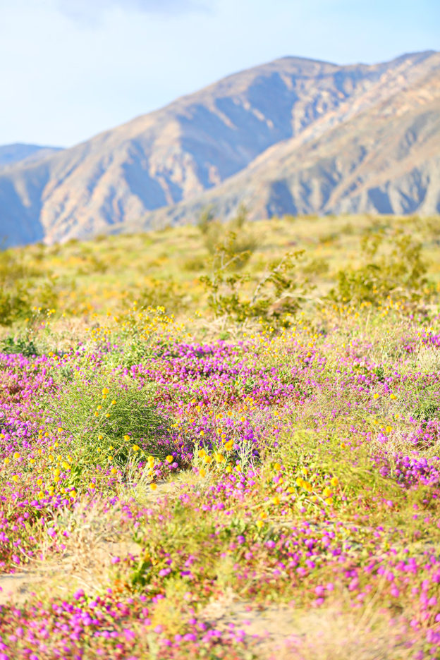 WHERE TO SEE THE SUPER BLOOM IN SOUTHERN CALIFORNIA