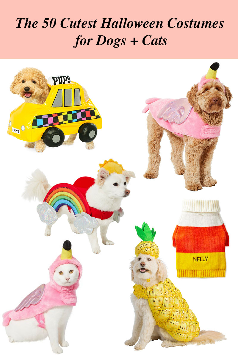 collage of Cutest Halloween Costumes for Dogs