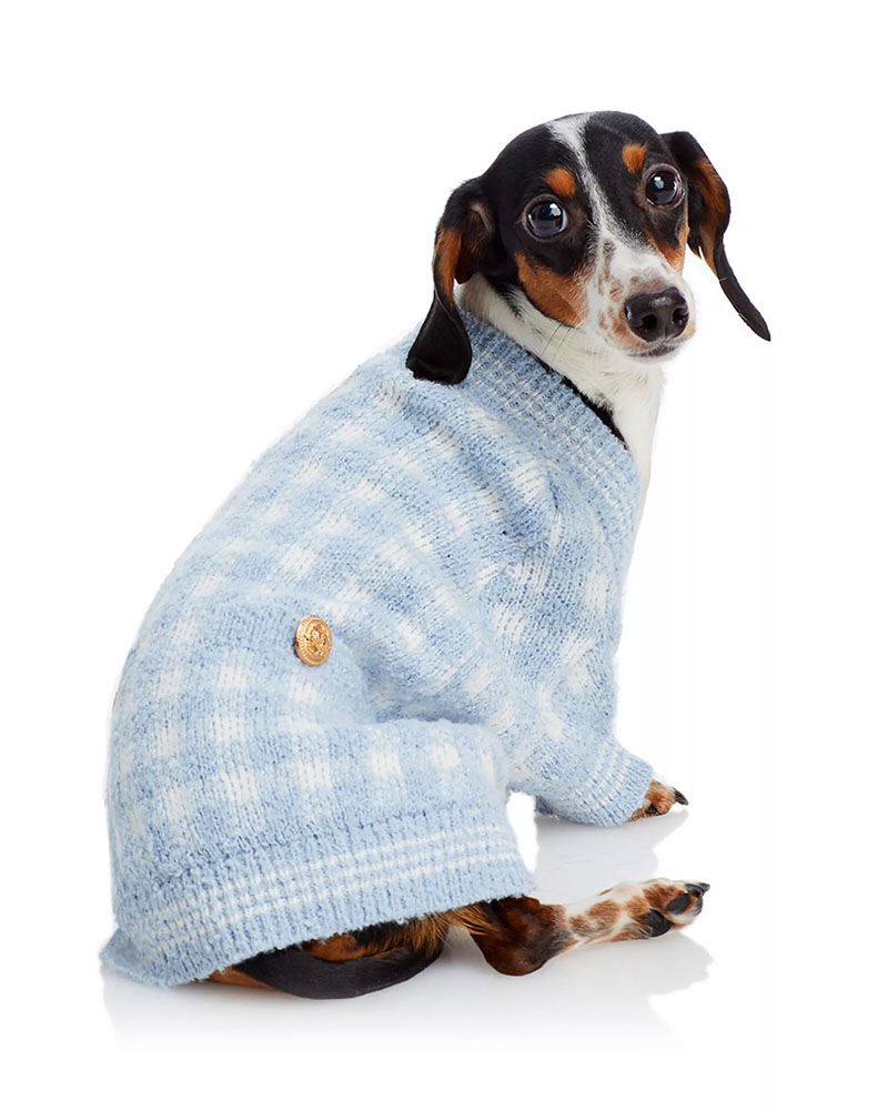 A sweet dog wears and blue-and-white checkered cardigan sweater.
